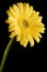 Yellow Gerbera Daisy Black Background