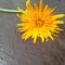 Yellow gerbera daisy flower closeup wiew