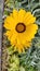 Yellow gerbera daisy flower with green background