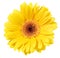 Yellow Gerbera Flower