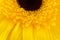 Yellow gerbera flower as a background. Valentines day concept.