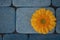 Yellow gerbera flower on a background of blue sidewalk tiles. Blue and orange color harmony.