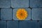 Yellow gerbera flower on a background of blue sidewalk tiles. Blue and orange color harmony.