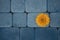 Yellow gerbera flower on a background of blue sidewalk tiles. Blue and orange color harmony.