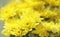 Yellow Gerbera flower bouquet beautiful, bright, durable and last a long time