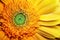 Yellow gerbera flower close up. Macro photography. Card Gerbera Flower. Natural romantic conceptual floral Macro background