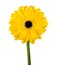 Yellow Gerbera Flower with Green Stem Isolated