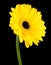 Yellow Gerbera Flower with Green Stem Isolated