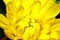 Yellow Gerbera flower on macro for backgrounds