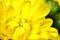 Yellow Gerbera flower on macro for backgrounds