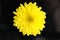 Yellow Gerbera Flower macro studio photo