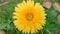 Yellow gerbera flowers. Blurred background. Focus on flower petals