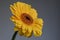 Yellow Gerbera on gray background