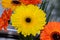 Yellow gerbera head flower close up, pattern petals