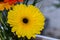 Yellow gerbera head flower close up, pattern petals