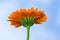 A yellow Gerbera sunflower