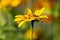 Yellow gerbera under the sun one flower on a blurred background of a summer garden, outdoors