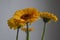 Yellow Gerberas on gray background