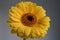 Yellow Gerberas on gray background