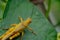 Yellow Giant Grasshopper