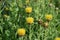 Yellow Giant knapweed
