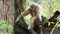 Yellow gibbon with black face and white eyebrow, cheek, hands, and feet