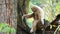 Yellow gibbon with black face and white eyebrow, cheek, hands, and feet