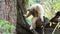 Yellow gibbon with black face and white hands scratching its head