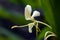 Yellow ginger lily, an Asian flower with delicate scent