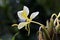 Yellow ginger lily on the dark of the forest