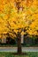 Yellow Gingko tree at Marunouchi District modern Tokyo downtown in Autumn