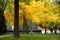 Yellow gingkoes and ancient Chinese architecture