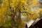 Yellow gingkoes and ancient Chinese architecture