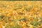 Yellow gingo leaves on the grass, autumn background