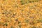 Yellow gingo leaves on the grass, autumn background