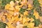 Yellow gingo leaves on the grass, autumn background