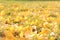 Yellow gingo leaves on the grass, autumn background