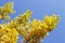 Yellow ginkgo biloba branch with foliage against the blue sky, beautiful autumn background