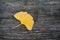 Yellow Ginkgo biloba leaf on wooden bench in urban park