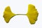 `yellow Ginkgo biloba leaves`-One leaf knows the arrival of autumn - 