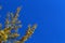 Yellow ginkgo biloba tree leaves on branches in autumn against blue sky