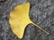 The yellow Ginkgo leaf on the granite paving