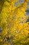 Yellow ginkgo leave in autum season at Miyajima island