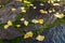 Yellow ginkgo leaves on wet stones