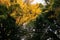 Yellow Ginkgo tree and lush green forest at Meiji Jingu Shrine - Tokyo green space