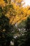 Yellow Ginkgo tree and lush green forest at Meiji Jingu Shrine - Tokyo green space