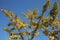 The yellow ginkgo tree under the blue sky in autumn is twined with colorful lamp wires