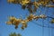 The yellow ginkgo tree under the blue sky in autumn is twined with colorful lamp wires