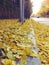 Yellow ginko leaves in autumn