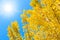 Yellow Ginko tree with blue sky sunny day